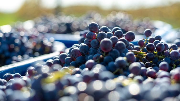 grape harvest